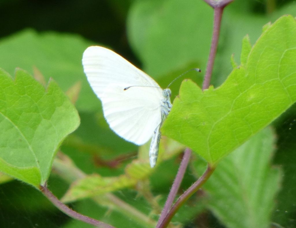 Pieridae: Leptidea sinapis, femmina